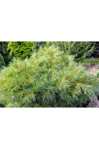 Декоративний хвойний кущ Pinus strobus Blue Shag у ландшафтному дизайні.